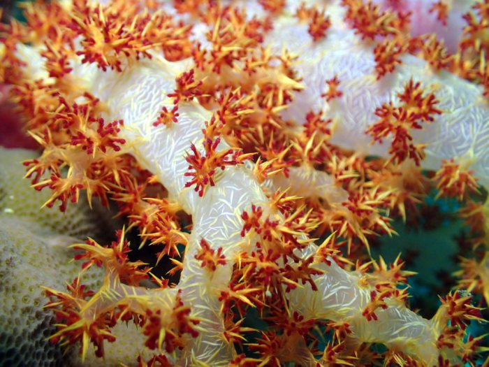 Dendronephthya sp.