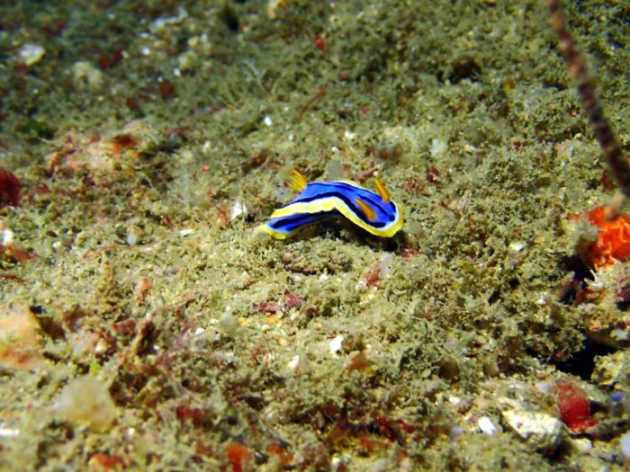 Chromodoris elisabethina