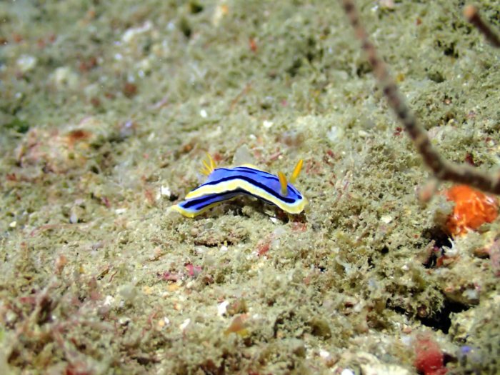 Chromodoris elisabethina