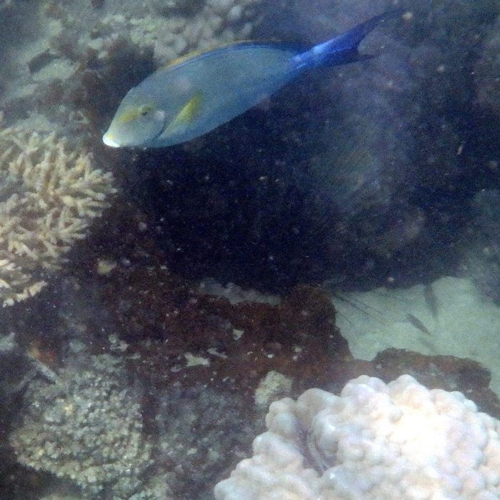 Acanthurus xanthopterus