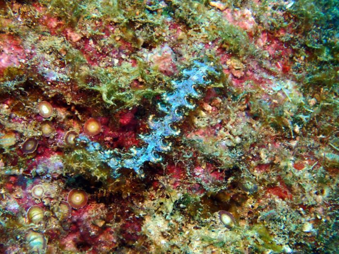Pteraeolidia ianthina