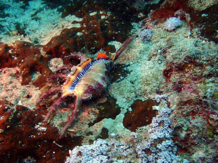 Lambis chiragra