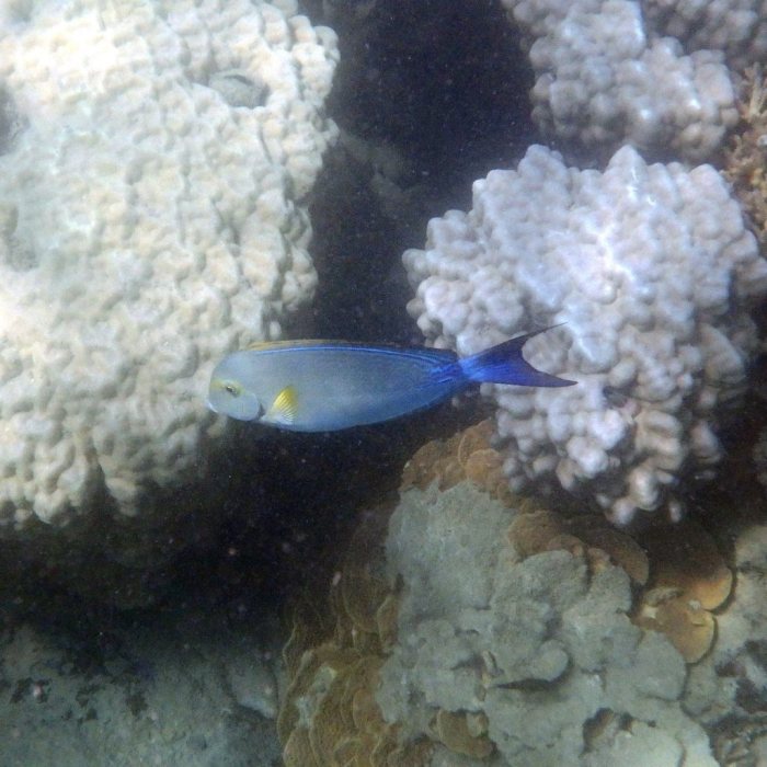Acanthurus xanthopterus
