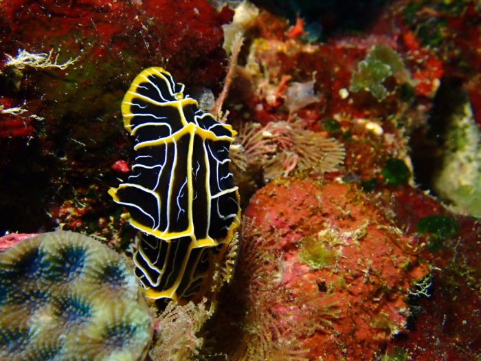 Reticulidia halgerda