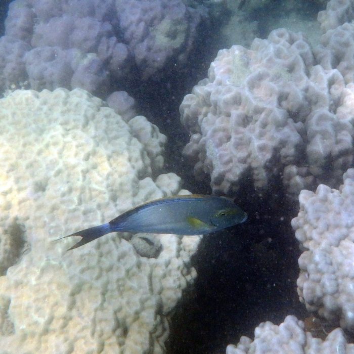 Acanthurus xanthopterus