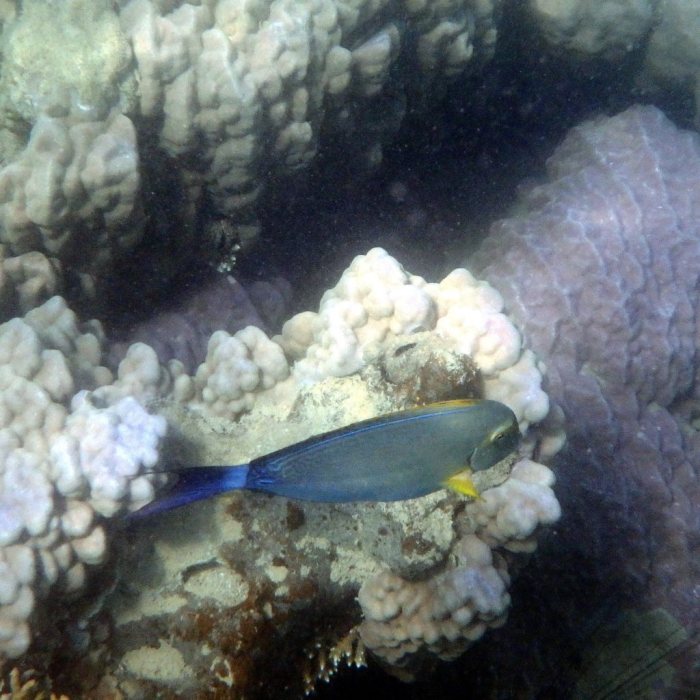 Acanthurus xanthopterus