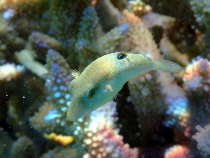 Canthigaster benneti