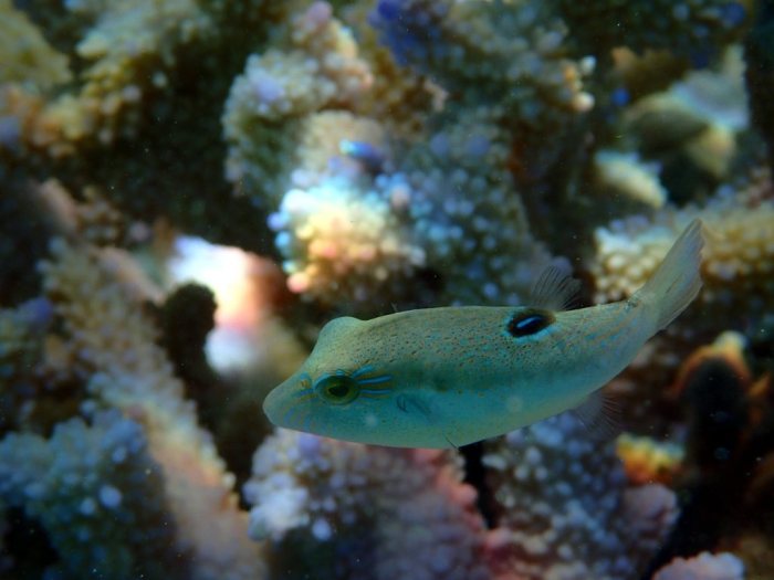 Canthigaster benneti