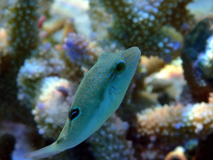 Canthigaster benneti