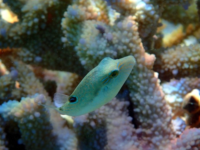 Canthigaster benneti
