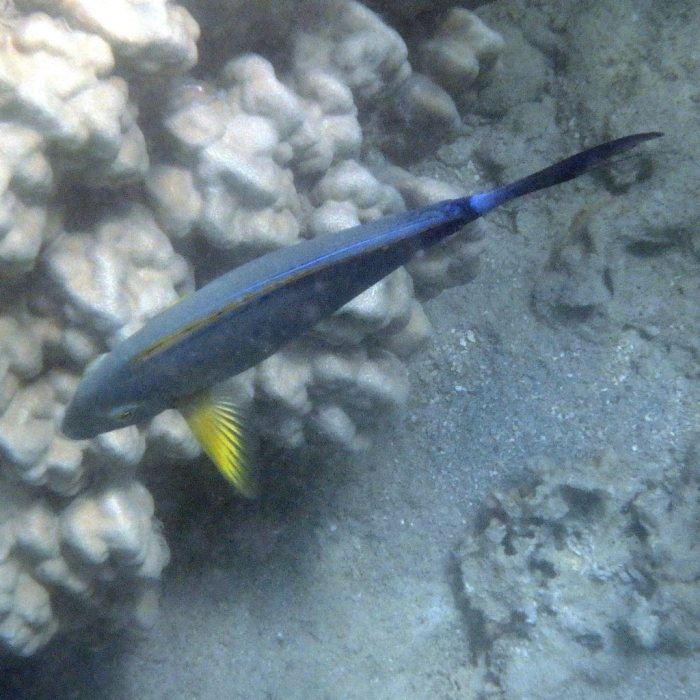 Acanthurus xanthopterus