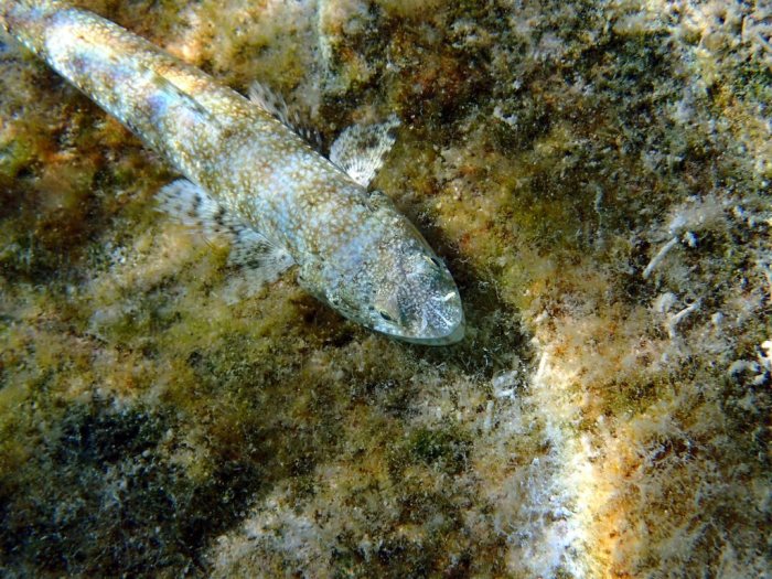 Synodus variegatus