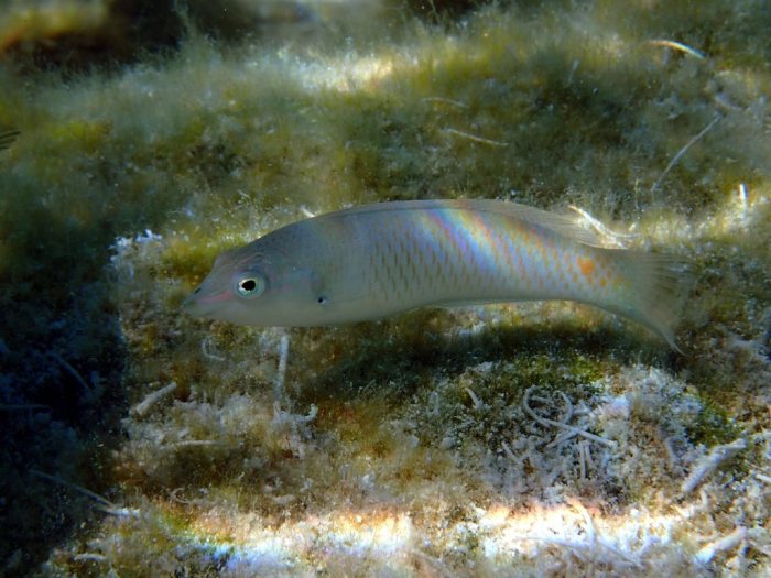 Halichoeres trimaculatus