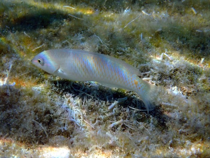 Halichoeres trimaculatus