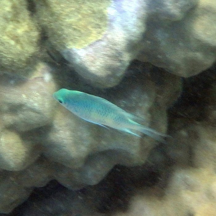 Amblyglyphidodon curacao