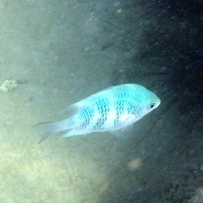 Amblyglyphidodon curacao