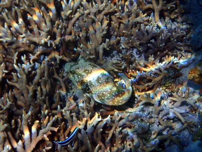 Arothron hispidus