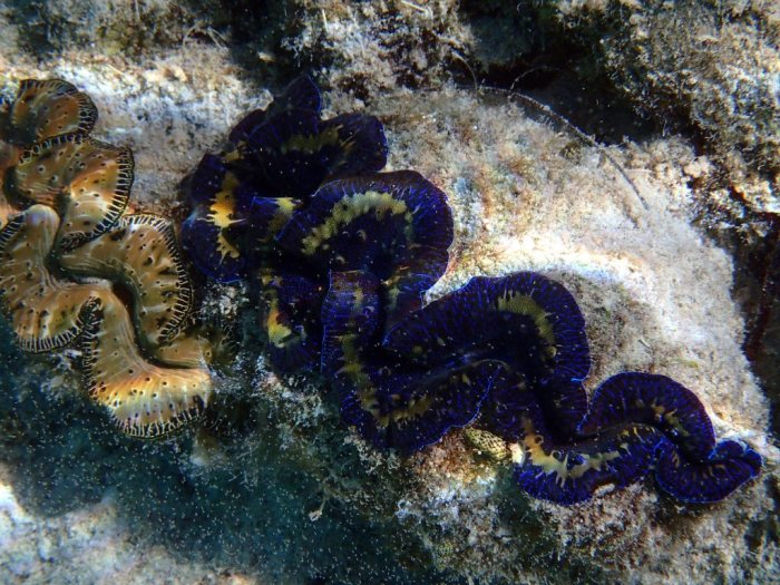 Bénitier