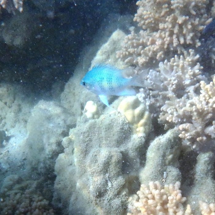 Amblyglyphidodon curacao