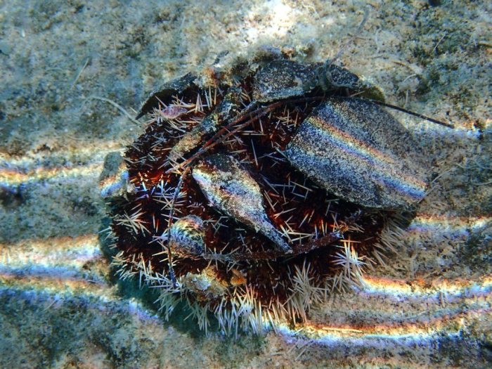 Tripneustes gratilla