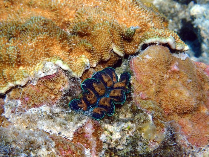 Bénitier