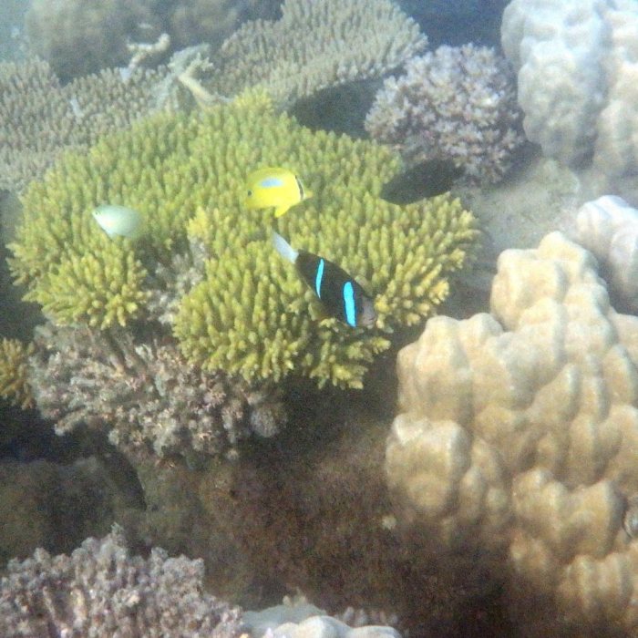 Amphiprion akindynos