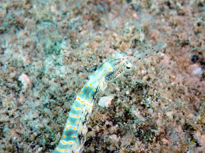 Corythoichthys sp. 1
