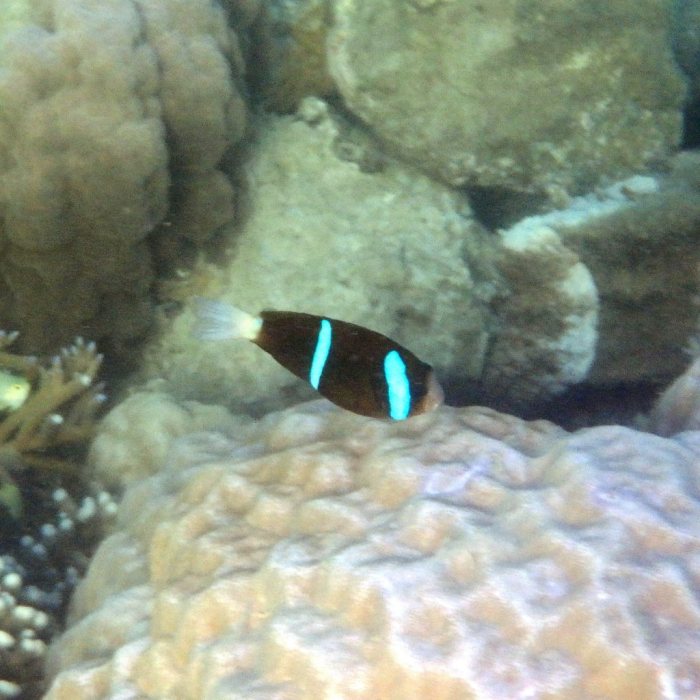 Amphiprion akindynos