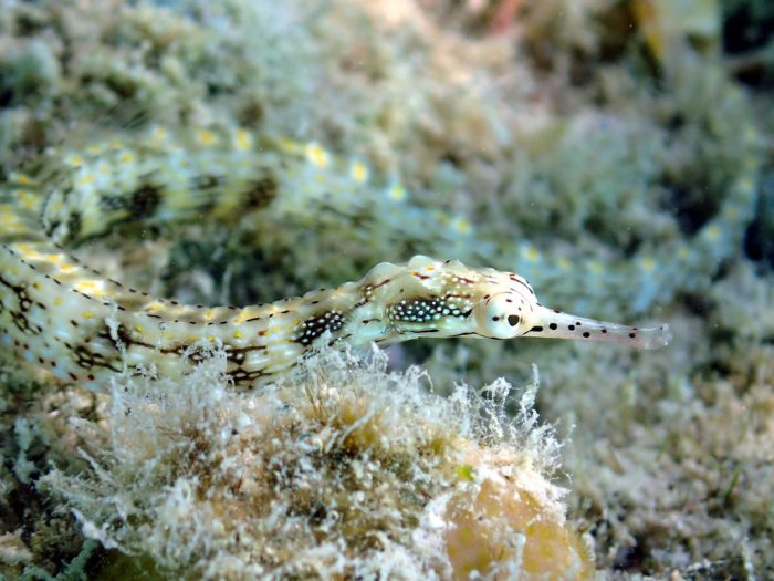 Corythoichthys sp. 1