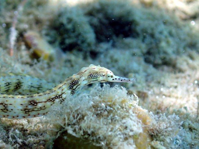 Corythoichthys sp. 1