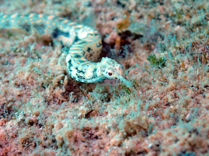Corythoichthys sp. 1