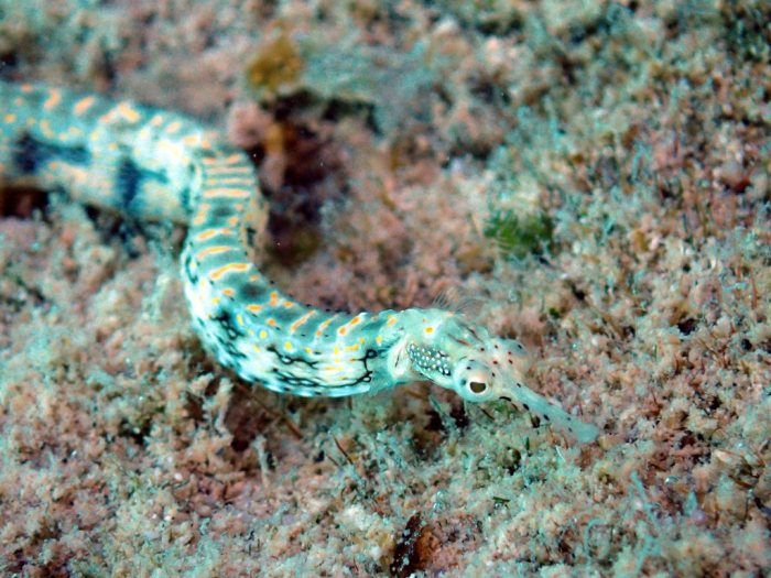 Corythoichthys sp. 1