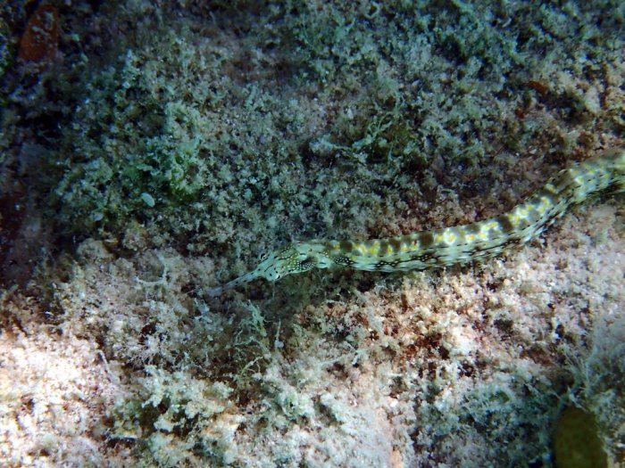 Corythoichthys sp. 1