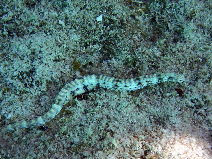 Corythoichthys sp. 1