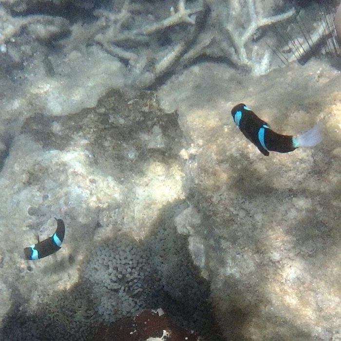 Amphiprion akindynos