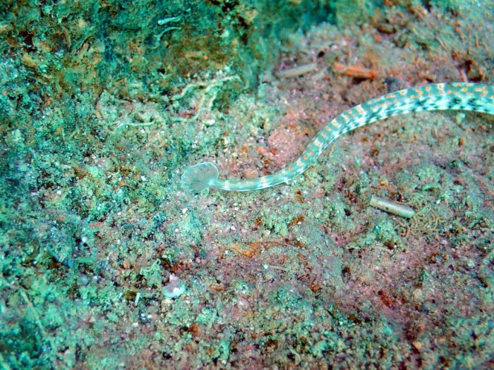 Corythoichthys sp. 1