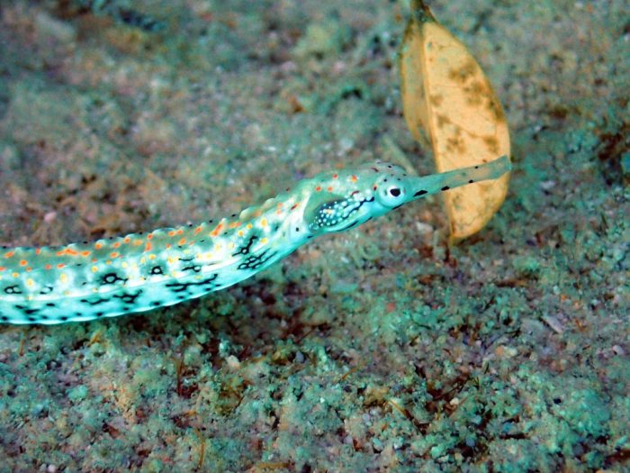 Corythoichthys sp. 1
