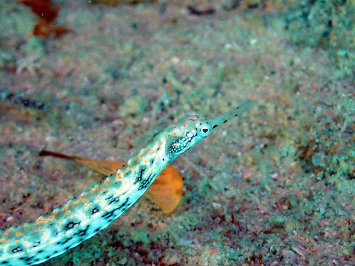 Corythoichthys sp. 1