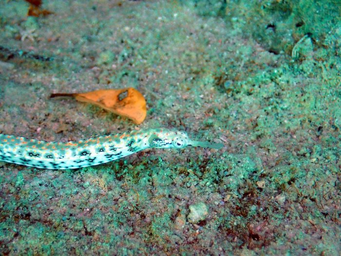 Corythoichthys sp. 1