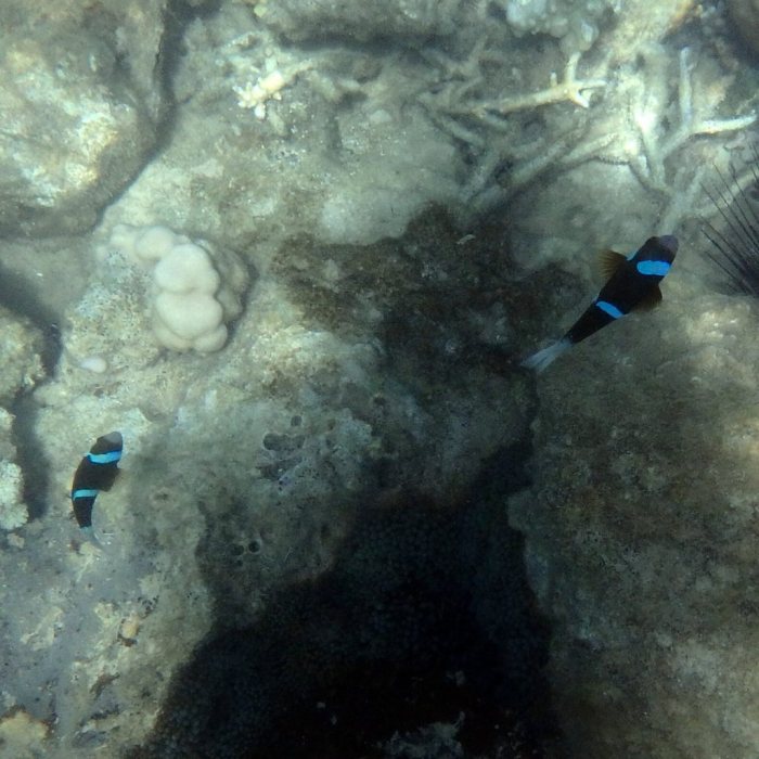 Amphiprion akindynos