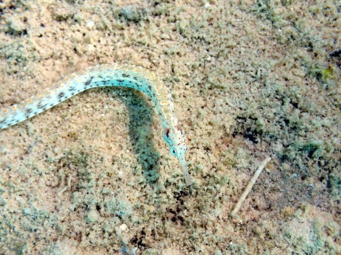 Corythoichthys sp. 1