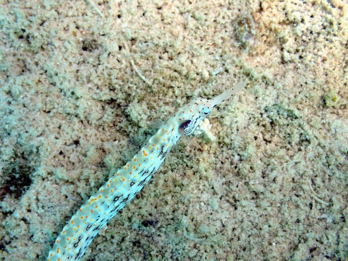 Corythoichthys sp. 1
