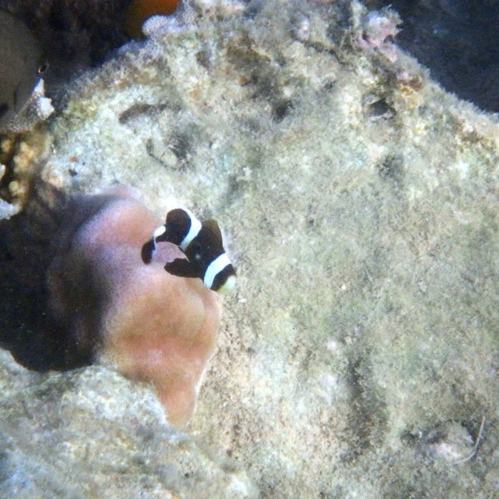 Amphiprion akindynos