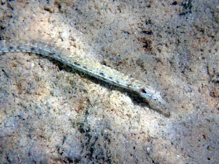Corythoichthys sp. 1