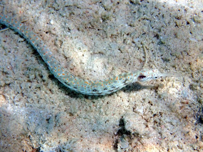 Corythoichthys sp. 1