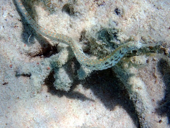 Corythoichthys sp. 1