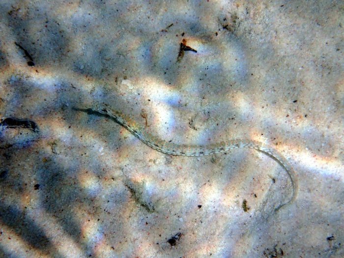 Corythoichthys sp. 1