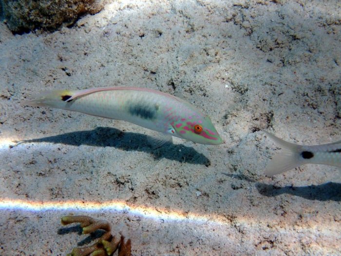 Halichoeres trimaculatus