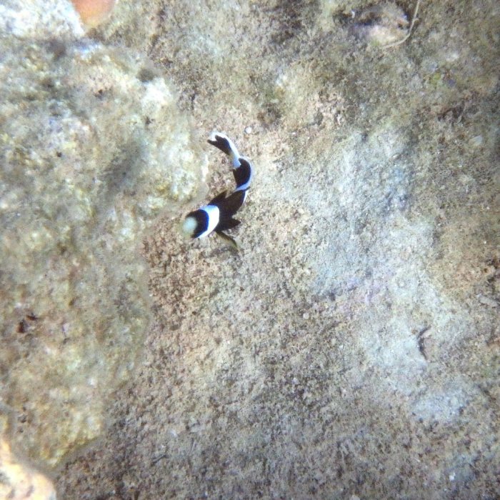 Amphiprion akindynos