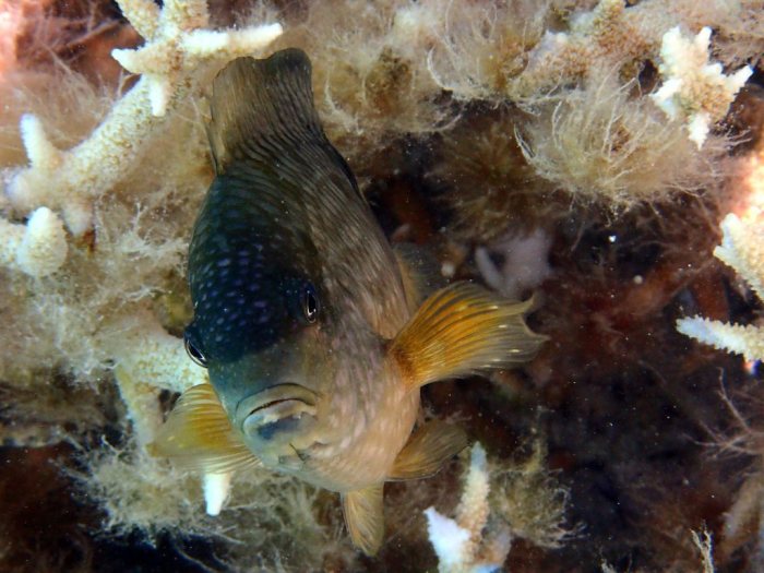 Stegastes punctatus